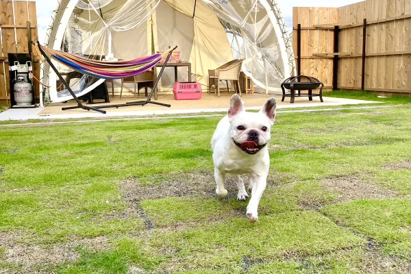 DOG OPERA텐트